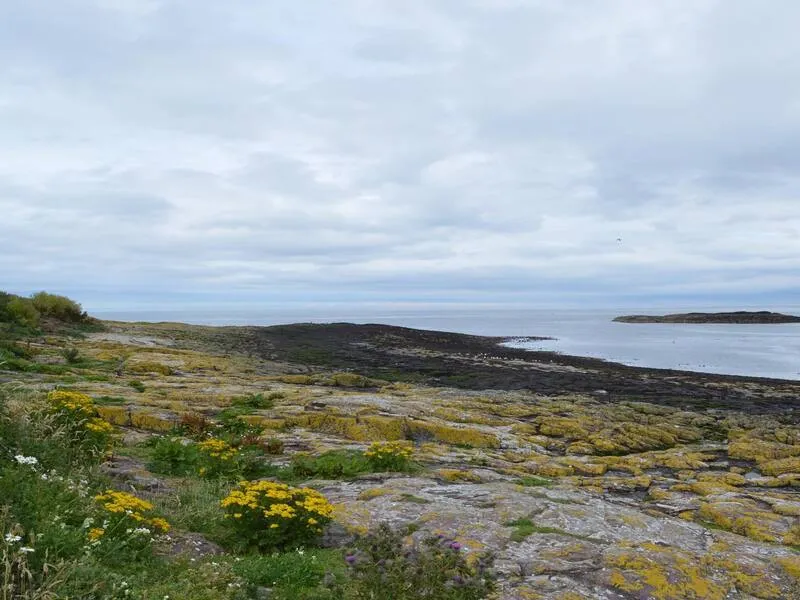 Farne Islands, Northumberland